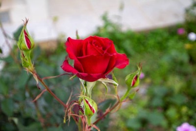 100% Pure Moroccan Rose Oil Moisturiser For hair Heals All Types Of Skin 30ml