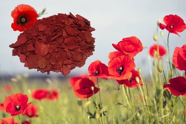 Moroccan Aker Fassi/Red Poppy Powder aker el fassi Akar Fasi Skin Care .عكر فاسي