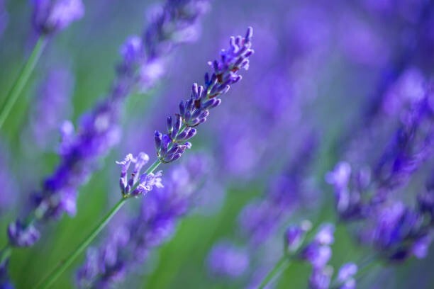 Aromatic Premium Moroccan Natural Dried Lavender Buds For Sleep And Relaxation.